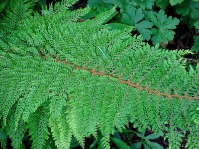 Fronde verte du Polystic à frondes soyeuses, Polystichum s… 