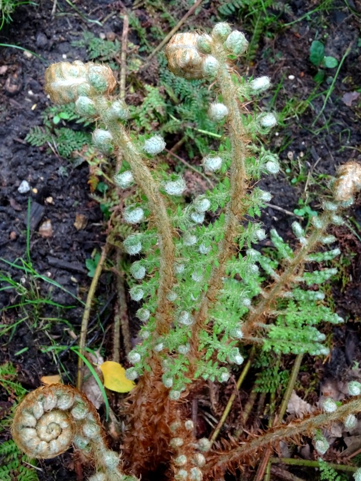 Frondes en crosse du Polystic à frondes soyeuses, Polystic… 