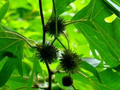 Fruits du Platane de Chypre, Platanus orientalis var. digi… 