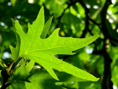 Feuilles du Platane de Chypre, Platanus orientalis var. di… 