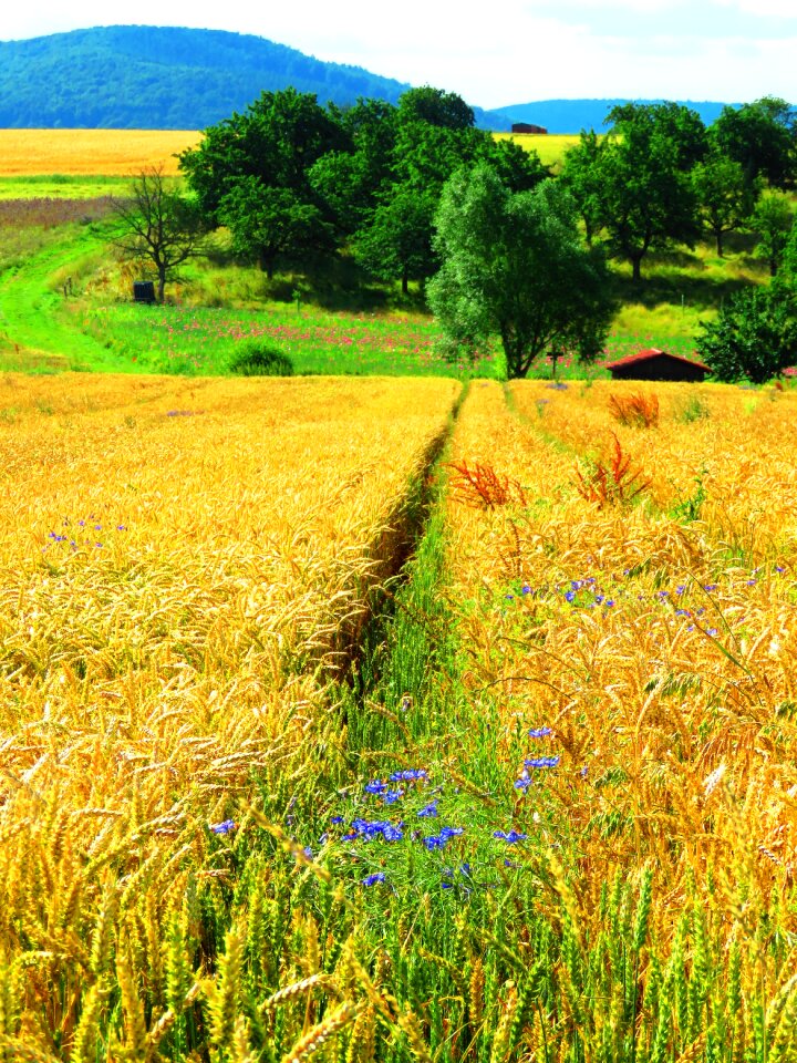 Summer landscape agriculture