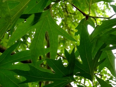 Feuilles du Platane de Chypre, Platanus orientalis var. di… 