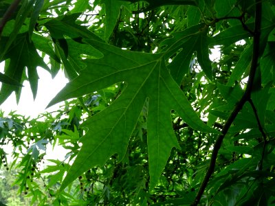 Feuilles du Platane de Chypre, Platanus orientalis var. di… 