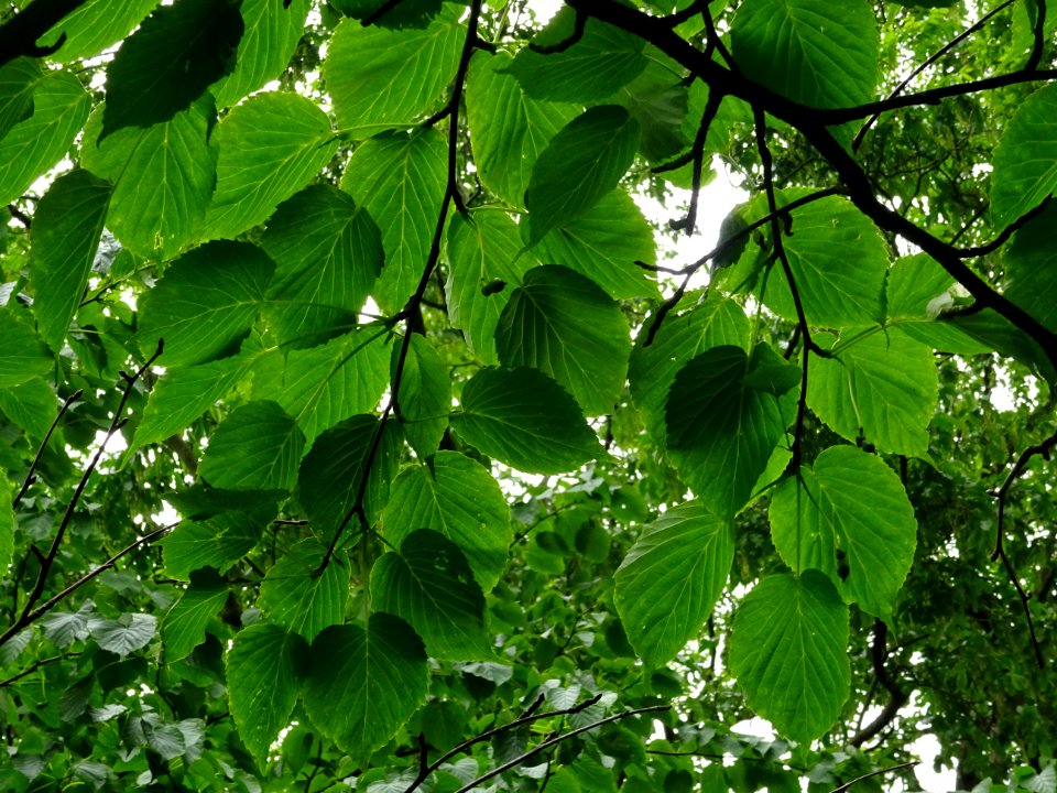 Feuilles de l'Arbre aux mouchoirs, Davidia involucrata, Ny… 