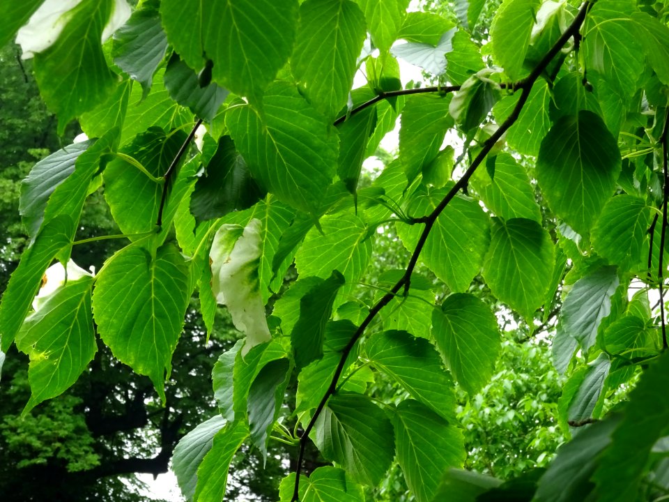 Bractée blanche ressemblant à un mouchoir sur l'Arbre aux … 