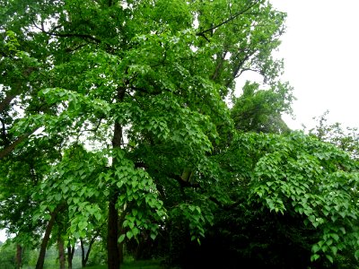 Arbre aux mouchoirs, Davidia involucrata, Nyssacées 
