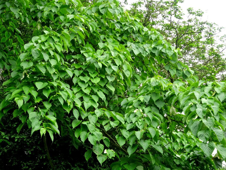 Feuilles de l'Arbre aux mouchoirs, Davidia involucrata, Ny… 