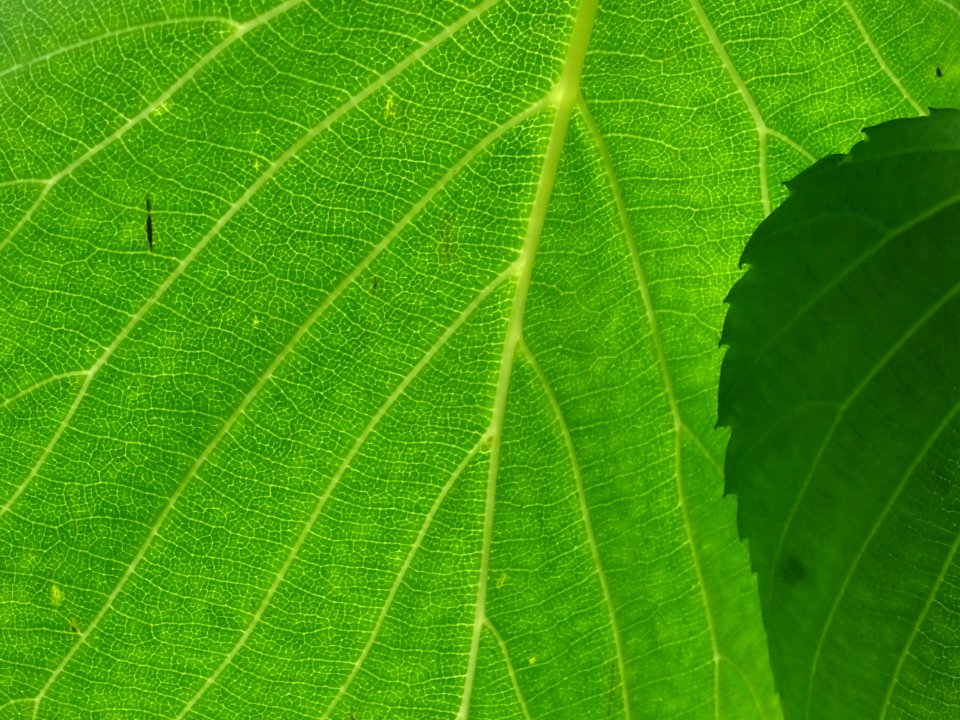 Feuilles de l'Arbre aux mouchoirs, Davidia involucrata, Ny… 