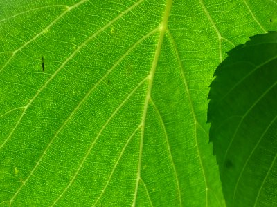 Feuilles de l'Arbre aux mouchoirs, Davidia involucrata, Ny… 