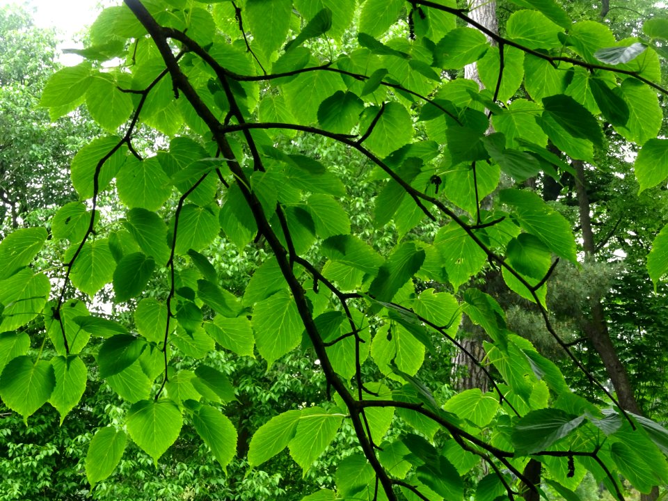 Feuilles de l'Arbre aux mouchoirs, Davidia involucrata, Ny… 