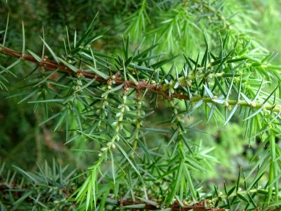 Génévrier commun, Juniperis communis, Cupressacées 