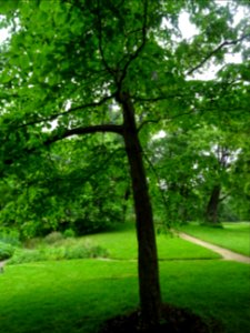 Arbre aux mouchoirs, Davidia involucrata, Nyssacées 