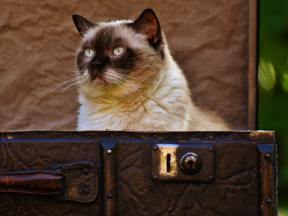 British shorthair funny curious