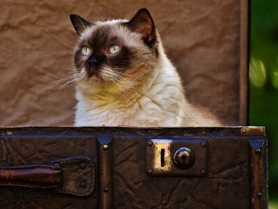 British shorthair funny curious