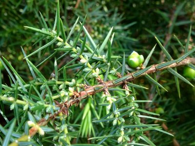 Génévrier commun, Juniperis communis, Cupressacées 