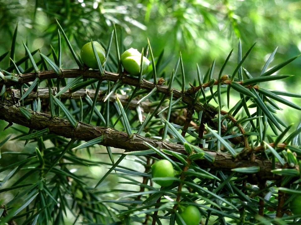 Génévrier commun, Juniperis communis, Cupressacées 