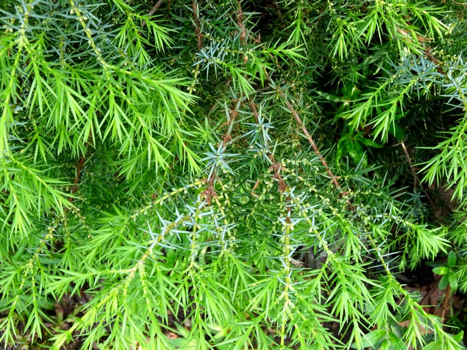 Génévrier commun, Juniperis communis, Cupressacées 