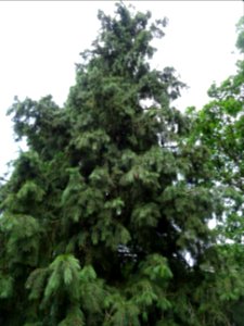 Epicéa pleureur de l'Himalaya, Picea smithiana, Pinacées 