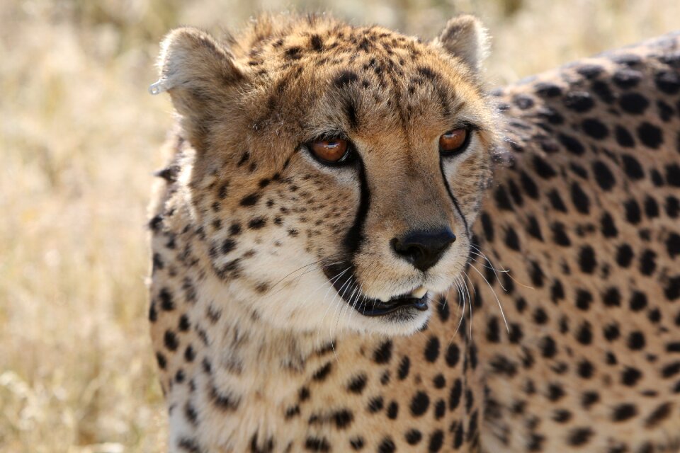 Wild life predator hunt