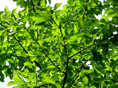 Feuilles de l' Oranger des Osages, Maclura pomifera, Morac… 