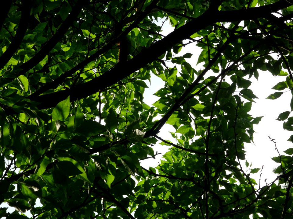 Feuilles de l' Oranger des Osages, Maclura pomifera, Morac… 