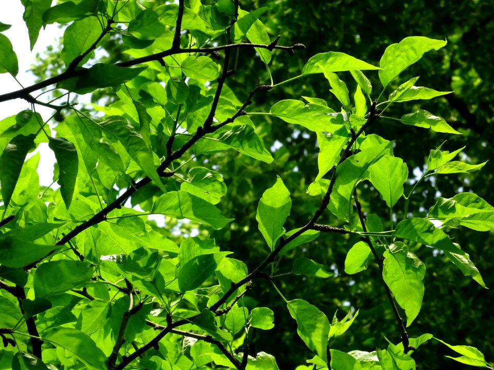 Feuilles de l' Oranger des Osages, Maclura pomifera, Morac… 