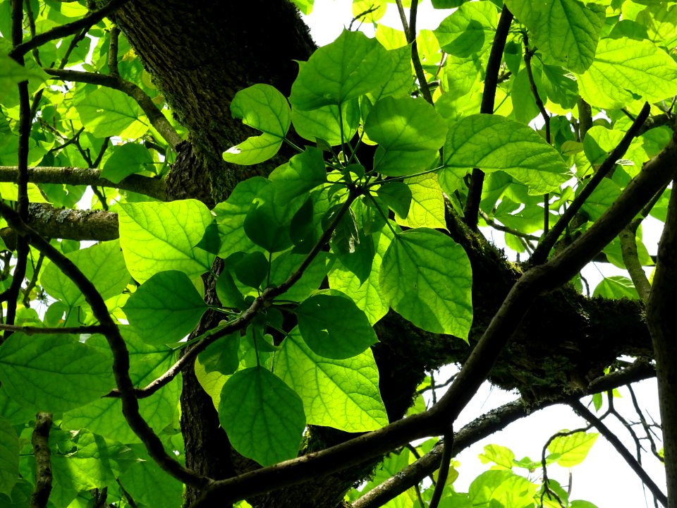 Feuilles du Catalpa commun ou arbre aux haricots, Catalpa … 