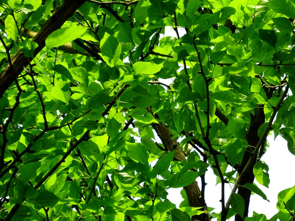Feuilles de l' Oranger des Osages, Maclura pomifera, Morac… 
