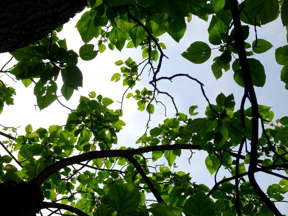 Feuilles du Catalpa commun ou arbre aux haricots, Catalpa … 