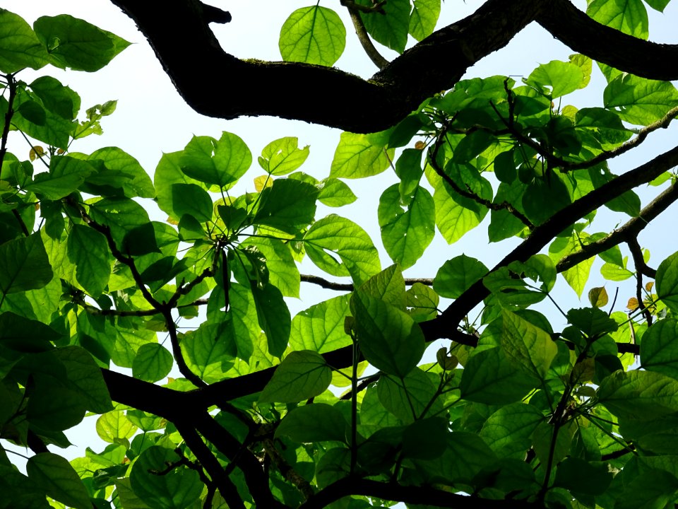 Feuilles du Catalpa commun ou arbre aux haricots, Catalpa … 