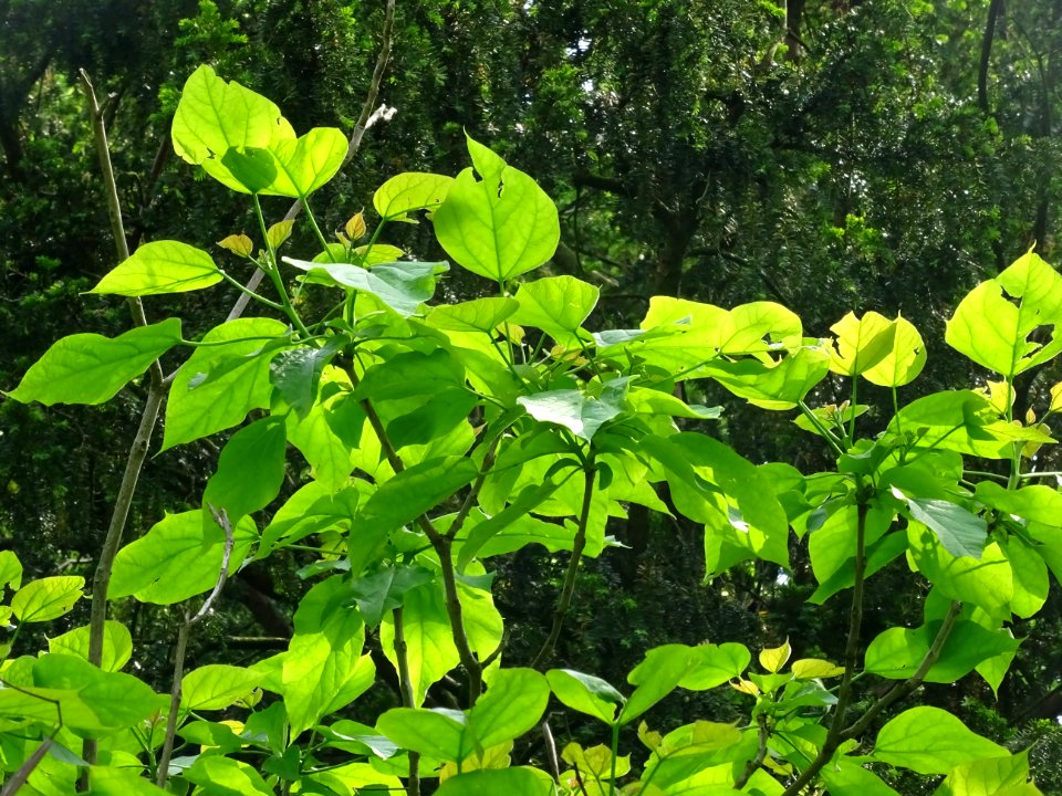 Feuilles du Catalpa commun ou arbre aux haricots, Catalpa … 
