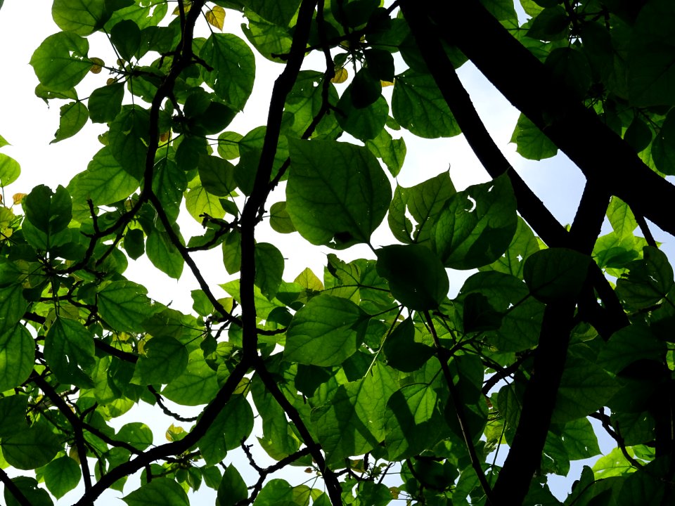 Feuilles du Catalpa commun ou arbre aux haricots, Catalpa … 