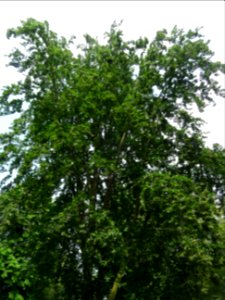 Silhouette du Hêtre fastigié, Fagus sylvatica 'Fastigiata'… 