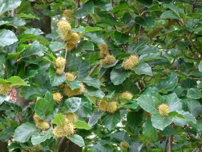 Feuilles et fruits du Hêtre fastigié, Fagus sylvatica 'Fas… 