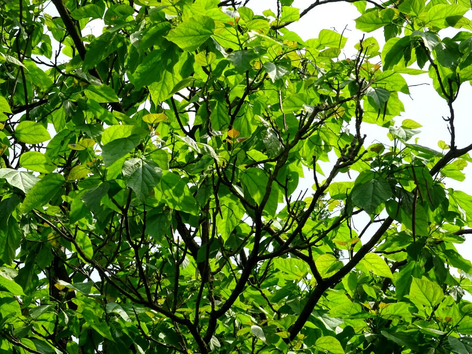 Feuilles du Catalpa commun ou arbre aux haricots, Catalpa … 