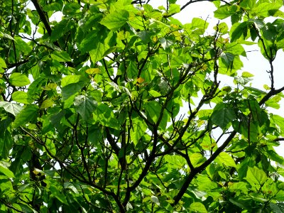 Feuilles du Catalpa commun ou arbre aux haricots, Catalpa … 