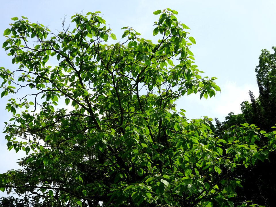 Feuilles du Catalpa commun ou arbre aux haricots, Catalpa … 
