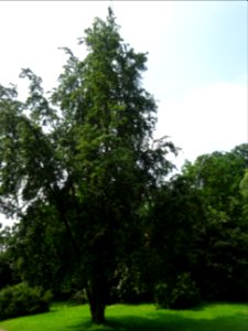 Silhouette du Hêtre fastigié, Fagus sylvatica 'Fastigiata'… 