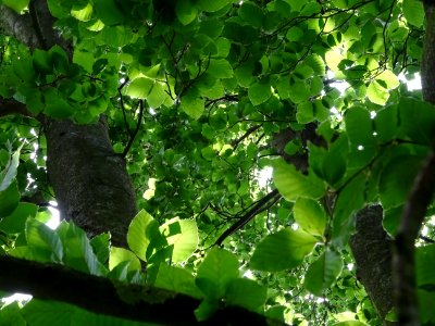 Feuilles du Hêtre fastigié, Fagus sylvatica 'Fastigiata', … 