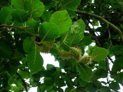 Feuilles et fruits du Hêtre fastigié, Fagus sylvatica 'Fas… 