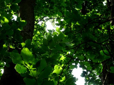 Feuilles du Hêtre fastigié, Fagus sylvatica 'Fastigiata', … 