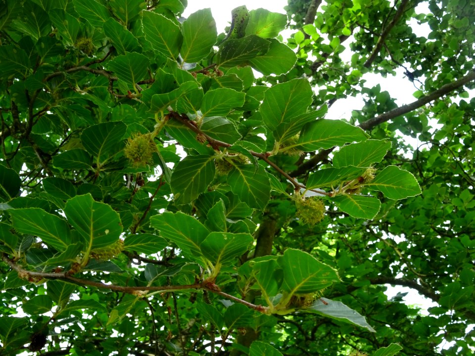 Feuilles et fruits du Hêtre fastigié, Fagus sylvatica 'Fas… 