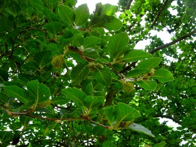 Feuilles et fruits du Hêtre fastigié, Fagus sylvatica 'Fas… 