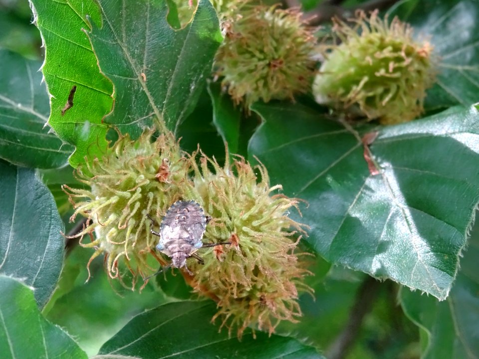 Une punaise sur les fruits du Hêtre fastigié, Fagus sylvat… 