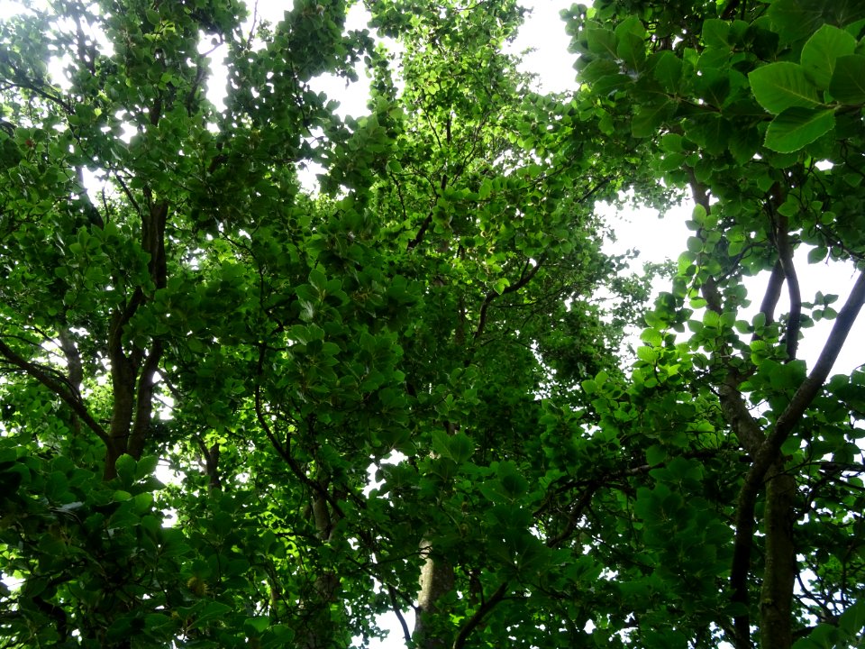 Feuilles du Hêtre fastigié, Fagus sylvatica 'Fastigiata', … 