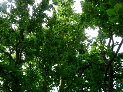 Feuilles du Hêtre fastigié, Fagus sylvatica 'Fastigiata', … 