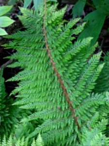 Fronde verte du Polystic à frondes soyeuses, Polystichum s… 