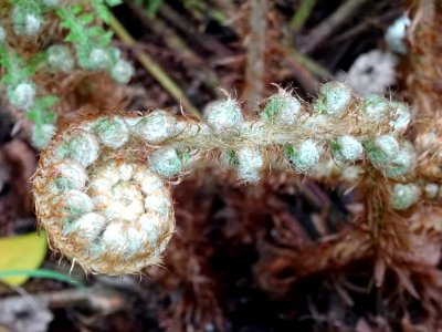 Fronde en crosse du Polystic à frondes soyeuses, Polystich… 