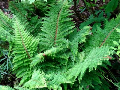 Frondes vertes du Polystic à frondes soyeuses, Polystichum… 