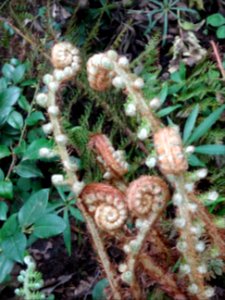 Frondes en crosse du Polystic à frondes soyeuses, Polystic… 